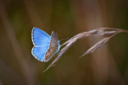 Adonis_Blue-CPAGB1.jpg
