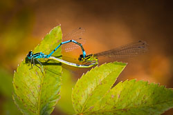 Insects and Minibeasts