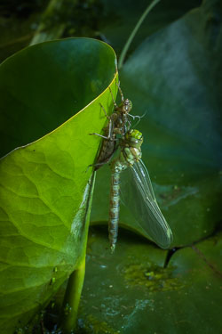 Insects and Minibeasts