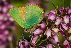 Insects and Minibeasts