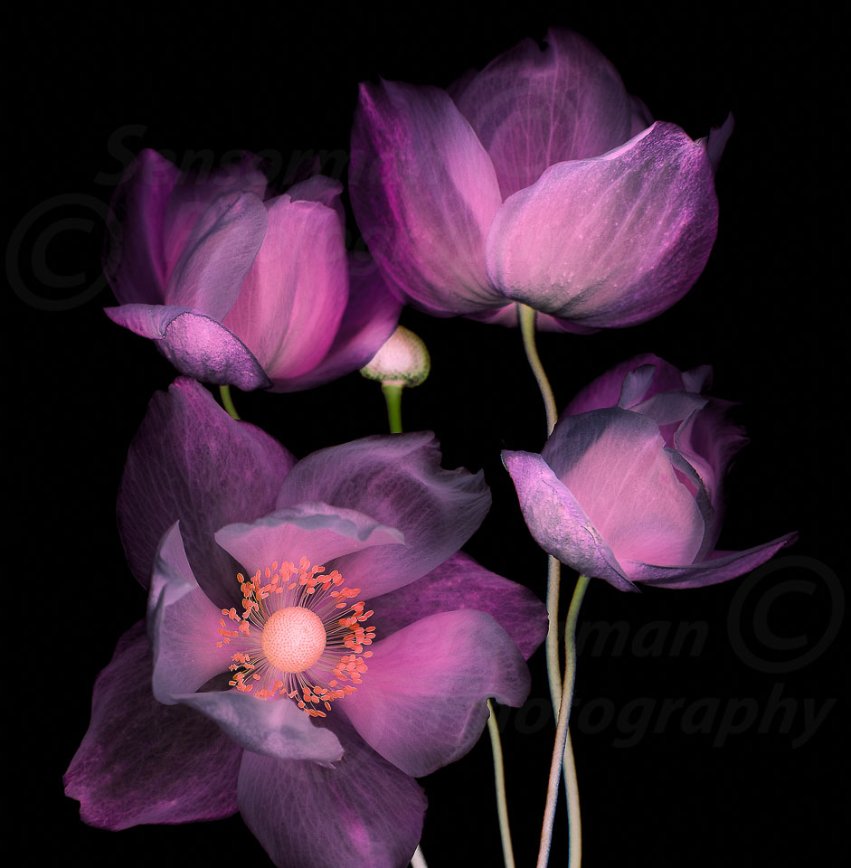 Anemones_Low_Key_2nd_go_4709.jpg