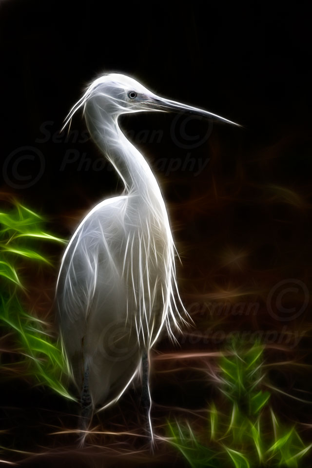 Little_Egret_-_CPAGB2.jpg