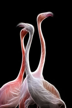 Flamingo_Fandango_-_CPAGB3.jpg