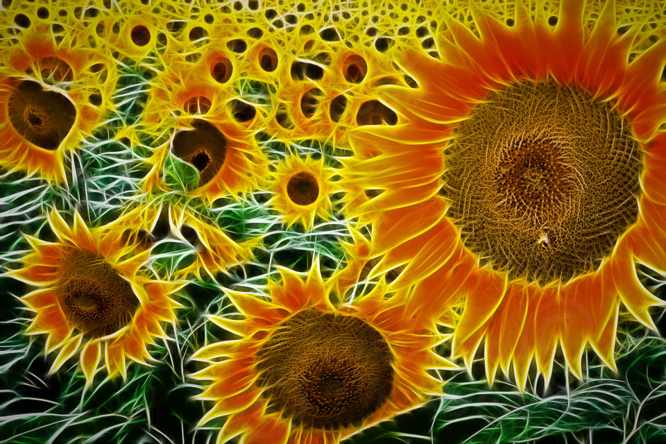 Sunflower_fractals_-_Master.jpg