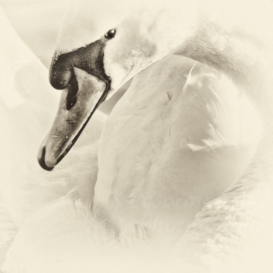 _MG_8100-Edit.jpg