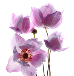 Anemones_High_Key_4709.jpg