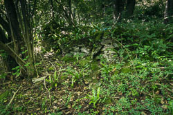 Woodland cottage ruin _E1A6877-cottage_skeleton1.jpg