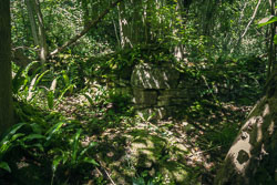 Woodland cottage ruin _E1A6881-cottage_skeleton2.jpg