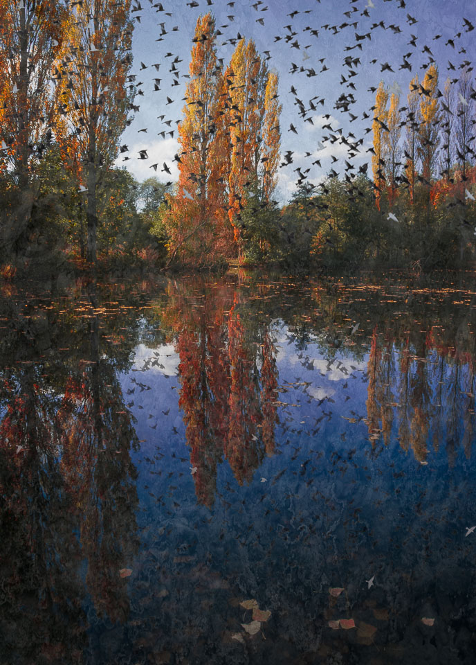 Starlings_over_autumn_poplars.jpg