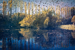 Starlings murmurations