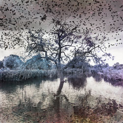 Starlings murmurations