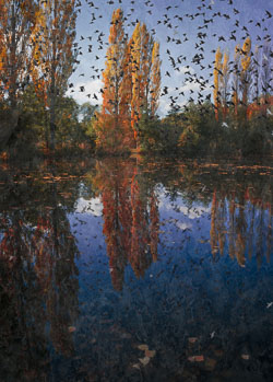 Starlings-over-autumn-poplars.jpg
